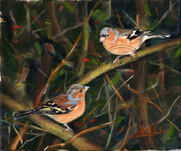 Chaffinches